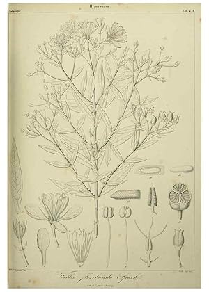 Imagen del vendedor de Reproduccin/Reproduction 7408884752: Phytographia canariensis /. Paris :Bthune,1836-1850. a la venta por EL BOLETIN