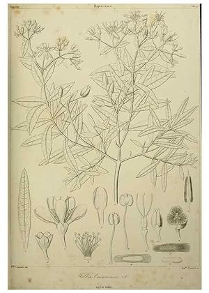 Imagen del vendedor de Reproduccin/Reproduction 7408885956: Phytographia canariensis /. Paris :Bthune,1836-1850. a la venta por EL BOLETIN