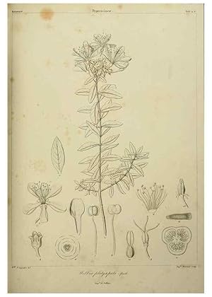 Imagen del vendedor de Reproduccin/Reproduction 7408886798: Phytographia canariensis /. Paris :Bthune,1836-1850. a la venta por EL BOLETIN