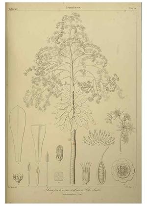 Imagen del vendedor de Reproduccin/Reproduction 7408917970: Phytographia canariensis /. Paris :Bthune,1836-1850. a la venta por EL BOLETIN