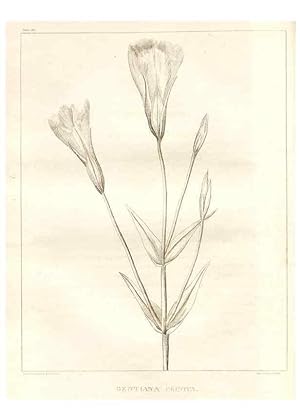 Bild des Verkufers fr Reproduccin/Reproduction 7176459341: A flora of North America :. Philadelphia :M. Carey & Sons,1821-23. zum Verkauf von EL BOLETIN