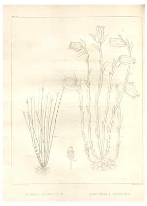 Image du vendeur pour Reproduccin/Reproduction 7176463463: A flora of North America :. Philadelphia :M. Carey & Sons,1821-23. mis en vente par EL BOLETIN