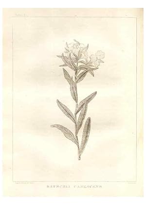 Image du vendeur pour Reproduccin/Reproduction 7176428363: A flora of North America :. Philadelphia :M. Carey & Sons,1821-23. mis en vente par EL BOLETIN