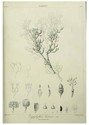 Imagen del vendedor de Reproduccin/Reproduction 7408878678: Phytographia canariensis /. Paris :Bthune,1836-1850. a la venta por EL BOLETIN