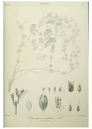 Imagen del vendedor de Reproduccin/Reproduction 7408910242: Phytographia canariensis /. Paris :Bthune,1836-1850. a la venta por EL BOLETIN