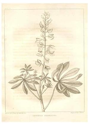 Image du vendeur pour Reproduccin/Reproduction 7176424725: A flora of North America :. Philadelphia :M. Carey & Sons,1821-23. mis en vente par EL BOLETIN