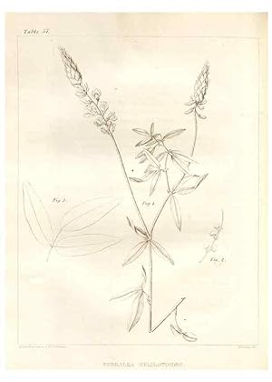 Image du vendeur pour Reproduccin/Reproduction 7176427839: A flora of North America :. Philadelphia :M. Carey & Sons,1821-23. mis en vente par EL BOLETIN