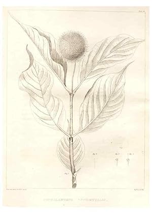 Bild des Verkufers fr Reproduccin/Reproduction 7176467319: A flora of North America :. Philadelphia :M. Carey & Sons,1821-23. zum Verkauf von EL BOLETIN