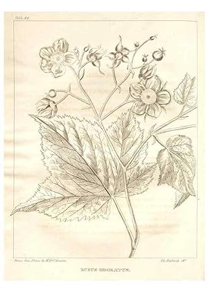 Bild des Verkufers fr Reproduccin/Reproduction 7176413309: A flora of North America :. Philadelphia :M. Carey & Sons,1821-23. zum Verkauf von EL BOLETIN