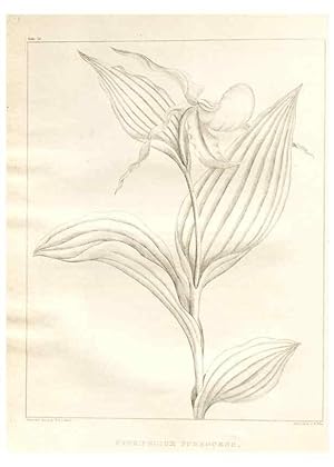 Image du vendeur pour Reproduccin/Reproduction 7176455293: A flora of North America :. Philadelphia :M. Carey & Sons,1821-23. mis en vente par EL BOLETIN