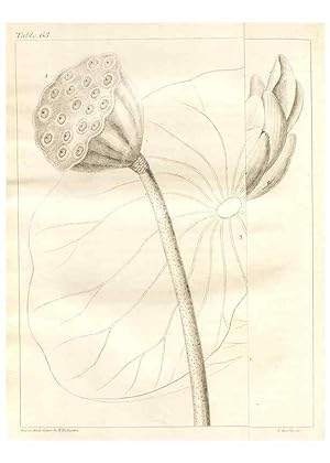 Image du vendeur pour Reproduccin/Reproduction 7176432185: A flora of North America :. Philadelphia :M. Carey & Sons,1821-23. mis en vente par EL BOLETIN