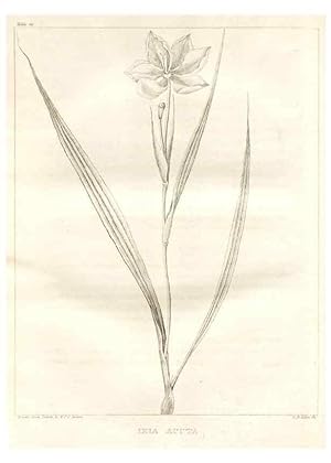 Image du vendeur pour Reproduccin/Reproduction 7361658908: A flora of North America :. Philadelphia :M. Carey & Sons,1821-23. mis en vente par EL BOLETIN