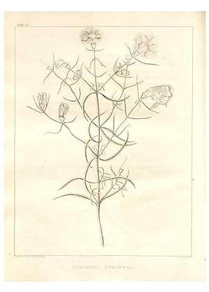 Bild des Verkufers fr Reproduccin/Reproduction 7176471689: A flora of North America :. Philadelphia :M. Carey & Sons,1821-23. zum Verkauf von EL BOLETIN