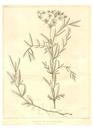 Image du vendeur pour Reproduccin/Reproduction 7361703764: A flora of North America :. Philadelphia :M. Carey & Sons,1821-23. mis en vente par EL BOLETIN