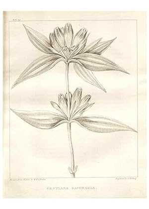 Bild des Verkufers fr Reproduccin/Reproduction 7361683294: A flora of North America :. Philadelphia :M. Carey & Sons,1821-23. zum Verkauf von EL BOLETIN