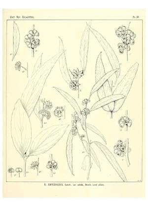 Seller image for Reproduccin/Reproduction 7189624381: A critical revision of the genus Eucalyptus,. Sydney,W. A. Gullick, government printer,1903-1933. for sale by EL BOLETIN