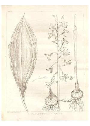 Imagen del vendedor de Reproduccin/Reproduction 7176423093: A flora of North America :. Philadelphia :M. Carey & Sons,1821-23. a la venta por EL BOLETIN