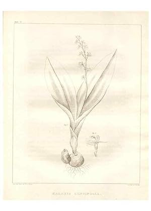 Bild des Verkufers fr Reproduccin/Reproduction 7176455805: A flora of North America :. Philadelphia :M. Carey & Sons,1821-23. zum Verkauf von EL BOLETIN