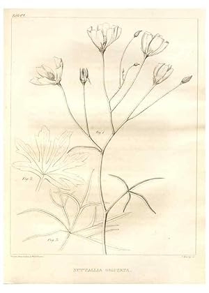 Image du vendeur pour Reproduccin/Reproduction 7361655568: A flora of North America :. Philadelphia :M. Carey & Sons,1821-23. mis en vente par EL BOLETIN