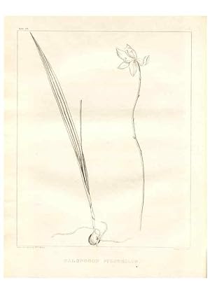 Image du vendeur pour Reproduccin/Reproduction 7361660248: A flora of North America :. Philadelphia :M. Carey & Sons,1821-23. mis en vente par EL BOLETIN