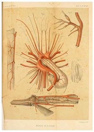 Seller image for Reproduccin/Reproduction 7177145441: Recherches sur lanatomie des Limules/. Paris,1873 for sale by EL BOLETIN