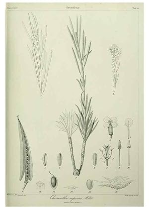 Imagen del vendedor de Reproduccin/Reproduction 7408890094: Phytographia canariensis /. Paris :Bthune,1836-1850. a la venta por EL BOLETIN