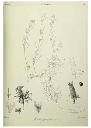 Imagen del vendedor de Reproduccin/Reproduction 7408895986: Phytographia canariensis /. Paris :Bthune,1836-1850. a la venta por EL BOLETIN