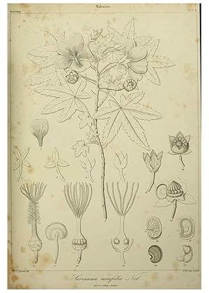 Imagen del vendedor de Reproduccin/Reproduction 7408880336: Phytographia canariensis /. Paris :Bthune,1836-1850. a la venta por EL BOLETIN