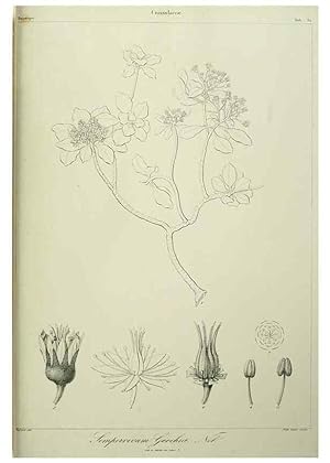 Imagen del vendedor de Reproduccin/Reproduction 7408920600: Phytographia canariensis /. Paris :Bthune,1836-1850. a la venta por EL BOLETIN