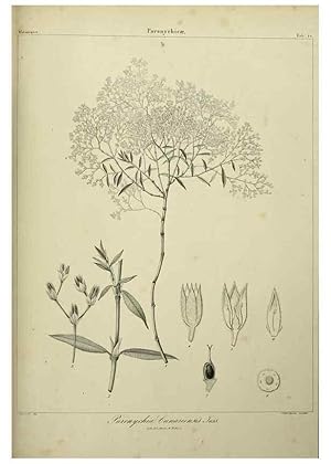 Imagen del vendedor de Reproduccin/Reproduction 7408909220: Phytographia canariensis /. Paris :Bthune,1836-1850. a la venta por EL BOLETIN