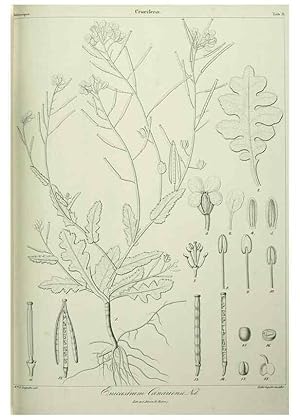 Imagen del vendedor de Reproduccin/Reproduction 7408892300: Phytographia canariensis /. Paris :Bthune,1836-1850. a la venta por EL BOLETIN