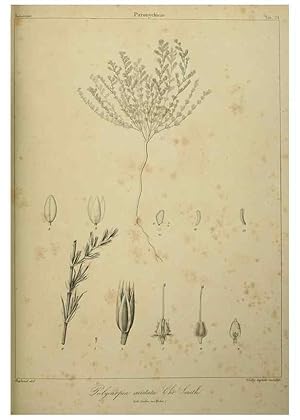 Imagen del vendedor de Reproduccin/Reproduction 7408913202: Phytographia canariensis /. Paris :Bthune,1836-1850. a la venta por EL BOLETIN