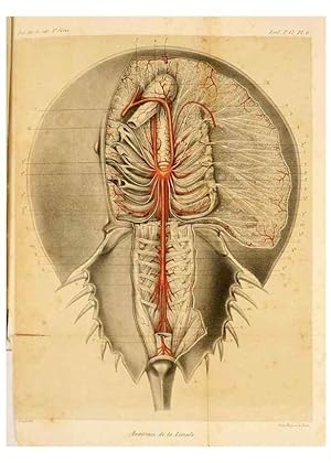 Seller image for Reproduccin/Reproduction 7362365632: Recherches sur lanatomie des Limules/. Paris,1873 for sale by EL BOLETIN