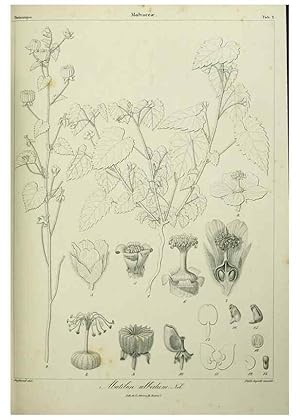 Imagen del vendedor de Reproduccin/Reproduction 7408882010: Phytographia canariensis /. Paris :Bthune,1836-1850. a la venta por EL BOLETIN