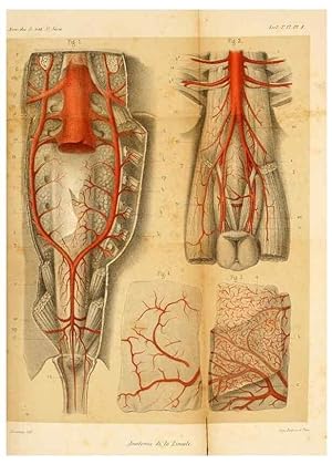 Seller image for Reproduccin/Reproduction 7362367424: Recherches sur lanatomie des Limules/. Paris,1873 for sale by EL BOLETIN