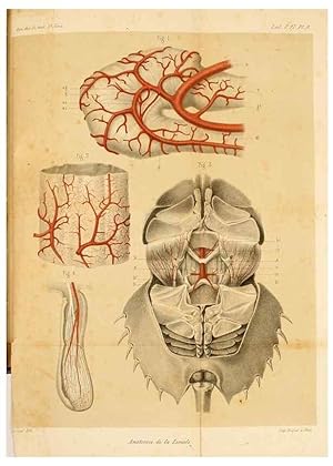 Seller image for Reproduccin/Reproduction 7362368236: Recherches sur lanatomie des Limules/. Paris,1873 for sale by EL BOLETIN