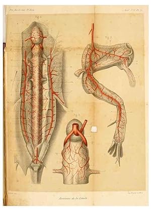 Seller image for Reproduccin/Reproduction 7177146331: Recherches sur lanatomie des Limules/. Paris,1873 for sale by EL BOLETIN