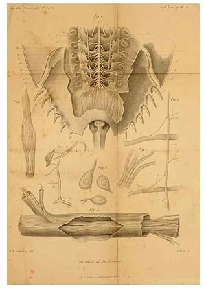 Seller image for Reproduccin/Reproduction 7362374450: Recherches sur lanatomie des Limules/. Paris,1873 for sale by EL BOLETIN
