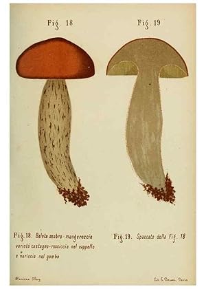 Seller image for Reproduccin/Reproduction 7132415133: Trattatello popolare sui funghi /. Pavia :premiata tipografia fratelli Fusi,1887 for sale by EL BOLETIN