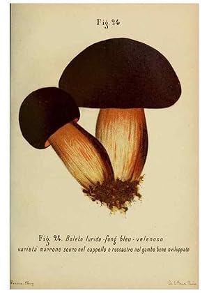 Seller image for Reproduccin/Reproduction 6986334622: Trattatello popolare sui funghi /. Pavia :premiata tipografia fratelli Fusi,1887 for sale by EL BOLETIN