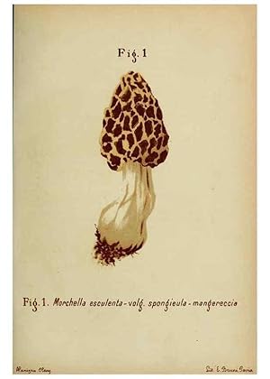 Immagine del venditore per Reproduccin/Reproduction 6986322626: Trattatello popolare sui funghi /. Pavia :premiata tipografia fratelli Fusi,1887 venduto da EL BOLETIN