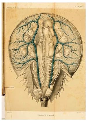 Seller image for Reproduccin/Reproduction 7362372938: Recherches sur lanatomie des Limules/. Paris,1873 for sale by EL BOLETIN