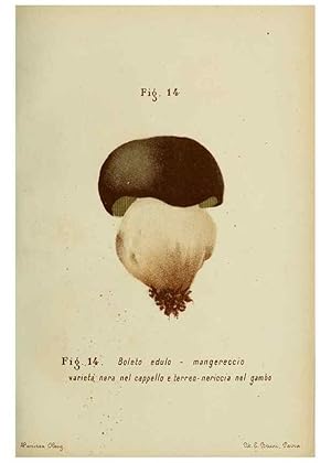 Seller image for Reproduccin/Reproduction 7132412787: Trattatello popolare sui funghi /. Pavia :premiata tipografia fratelli Fusi,1887 for sale by EL BOLETIN