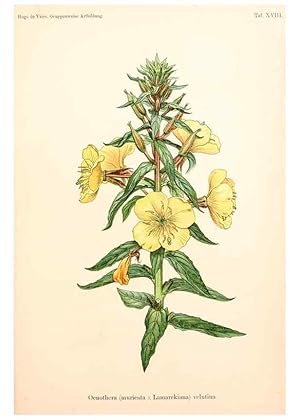 Seller image for Reproduccin/Reproduction 7164925800: Gruppenweise artbildung unter spezieller bercksichtigung der gattung Oenothera,. Berlin,Gebrder Borntraeger,1913. for sale by EL BOLETIN