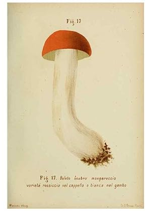Seller image for Reproduccin/Reproduction 7132414443: Trattatello popolare sui funghi /. Pavia :premiata tipografia fratelli Fusi,1887 for sale by EL BOLETIN