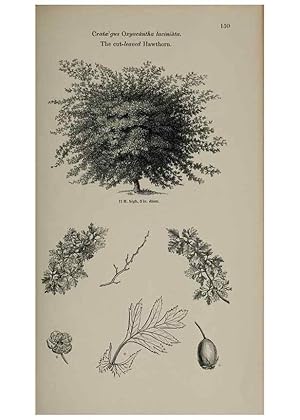 Image du vendeur pour Reproduccin/Reproduction 7064323649: Arboretum et fruticetum britannicum, or :. London :J.C. Loudon,1844. mis en vente par EL BOLETIN