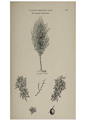 Imagen del vendedor de Reproduccin/Reproduction 7064326505: Arboretum et fruticetum britannicum, or :. London :J.C. Loudon,1844. a la venta por EL BOLETIN