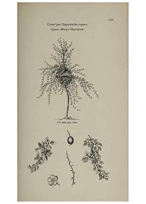 Image du vendeur pour Reproduccin/Reproduction 7064327039: Arboretum et fruticetum britannicum, or :. London :J.C. Loudon,1844. mis en vente par EL BOLETIN