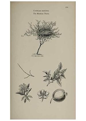 Image du vendeur pour Reproduccin/Reproduction 6918249482: Arboretum et fruticetum britannicum, or :. London :J.C. Loudon,1844. mis en vente par EL BOLETIN