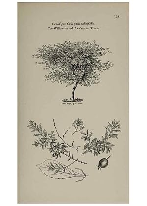 Image du vendeur pour Reproduccin/Reproduction 6918233324: Arboretum et fruticetum britannicum, or :. London :J.C. Loudon,1844. mis en vente par EL BOLETIN
